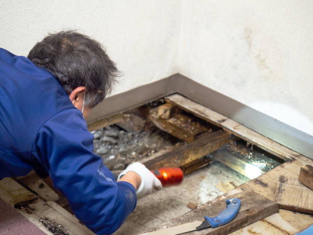 Best Mold Remediation Experts  in Columbus Af, MS
