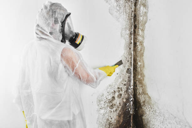 Best Mold Testing  in Columbus Af, MS
