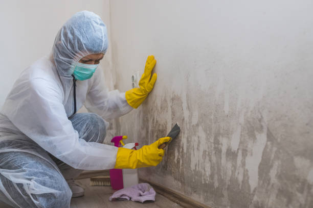 Best Mold Remediation Services  in Columbus Af, MS