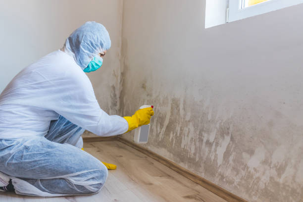 Mold Removal and Inspection in Columbus Af, MS