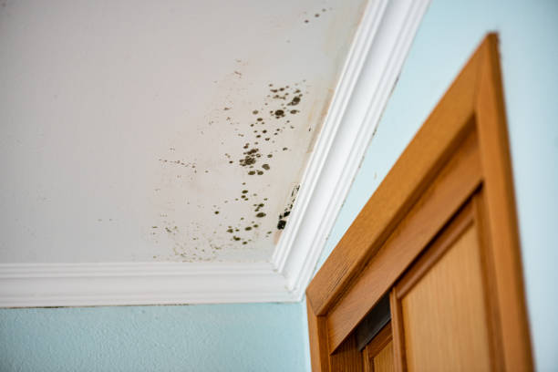 Best Certified Mold Removal  in Columbus Af, MS