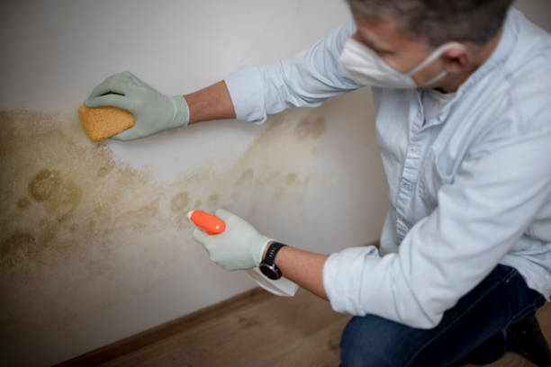 Best Fast Mold Removal  in Columbus Af, MS