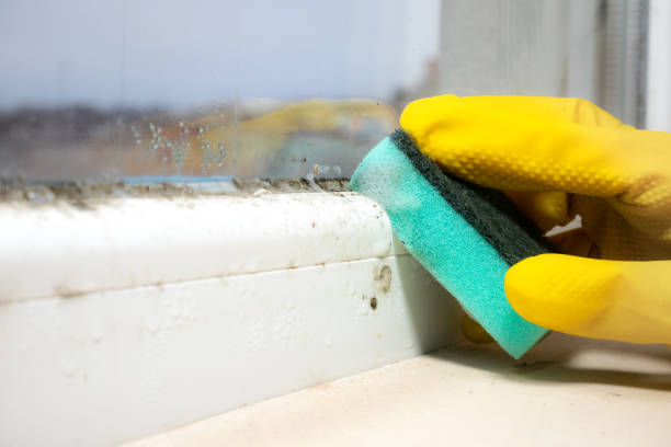 Best Affordable Mold Removal  in Columbus Af, MS