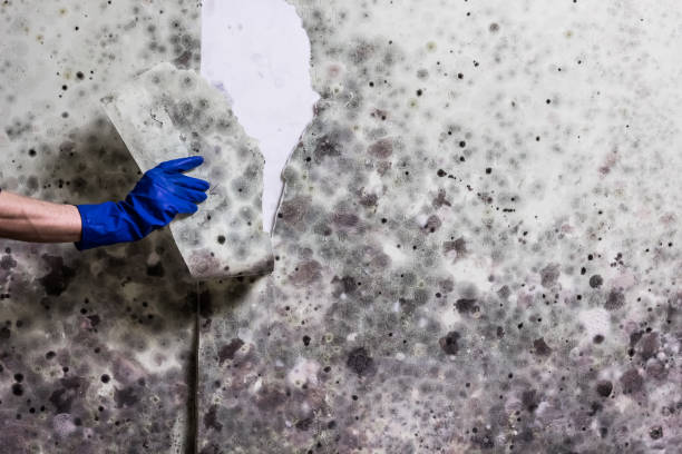 Best Home Mold Removal  in Columbus Af, MS