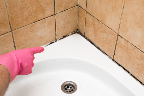 Best Fast Mold Removal  in Columbus Af, MS